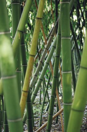 bamboe detail