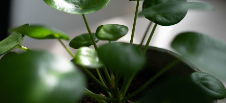 Planten stekken in huis: wat heb je nodig?