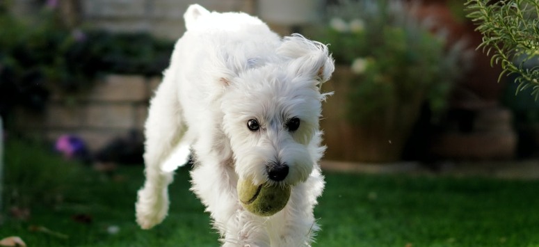 10 Praktische Tips om Je Tuin Leuker te Maken voor Je Hond