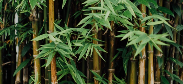 Waarom moet je opletten met bamboe in je tuin?