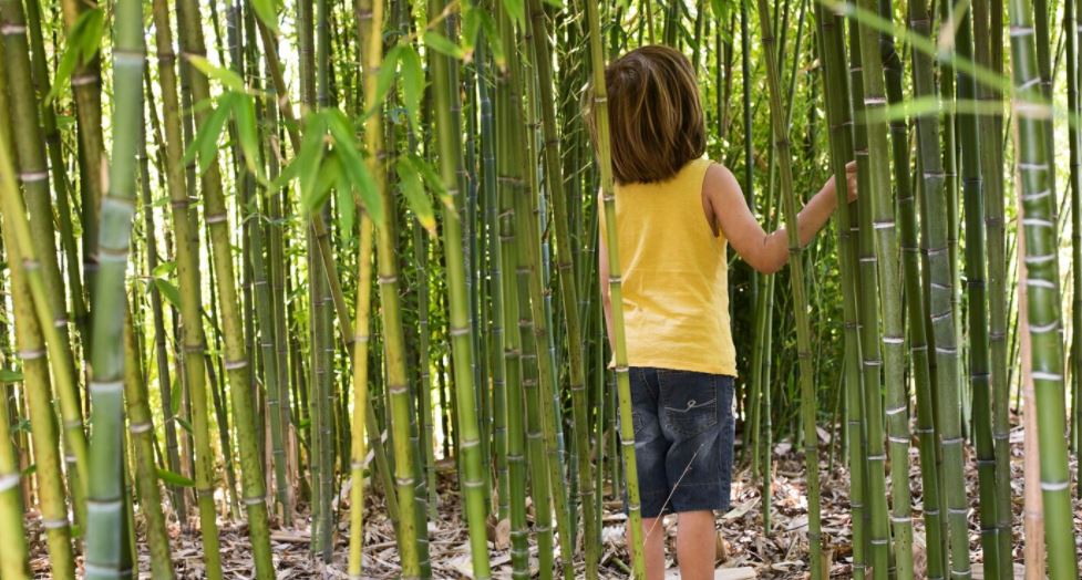 woekerende bamboe